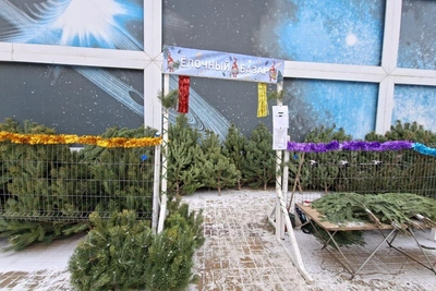 Цены на новогодние елки в Воронеже