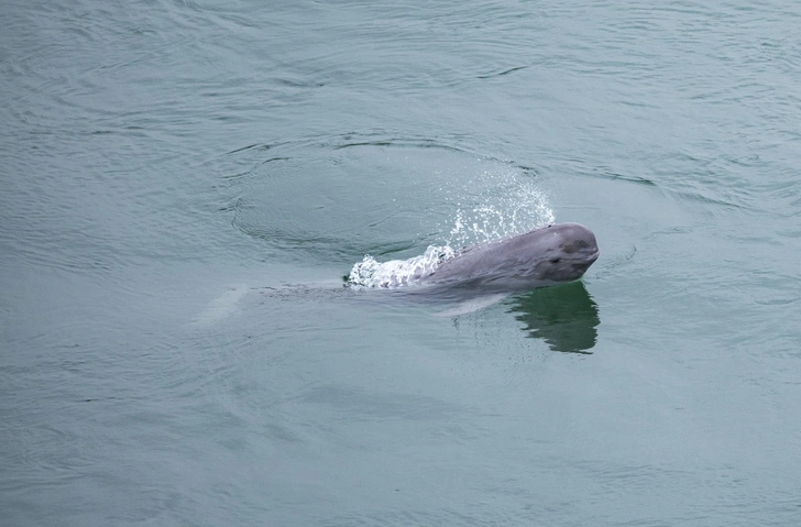 Живые воды Янцзы: запрет рыболовства помог восстановить популяцию редких обитателей крупнейшей реки Китая