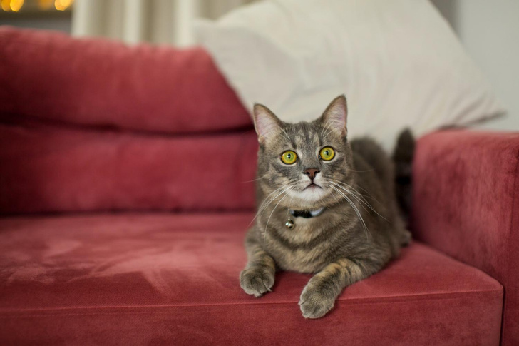 В Университете Анкары выяснили, почему кошка портит мебель и как это остановить