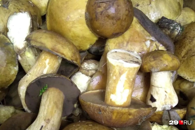 Запеченные лесные грибы (моховики) - пошаговый рецепт с фото на Вкусномир
