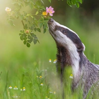 Лесной зоопарк: 28 животных средней полосы России, которых стоит знать каждому любителю природы