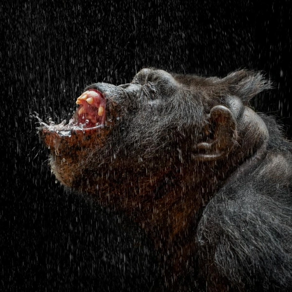 «Имидж&nbsp;— ничто, жажда&nbsp;— всё» | Источник: Pedro Jarque Krebs / Siena Creative Photo Awards 2022