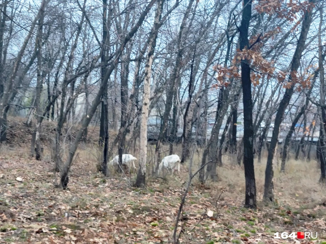 Козочки не хотели позировать | Источник: Сергей Гендин / 164.RU