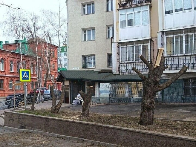 Самарцы сомневаются, что деревья после такой обрезки смогут восстановиться | Источник: «МК в Самаре»