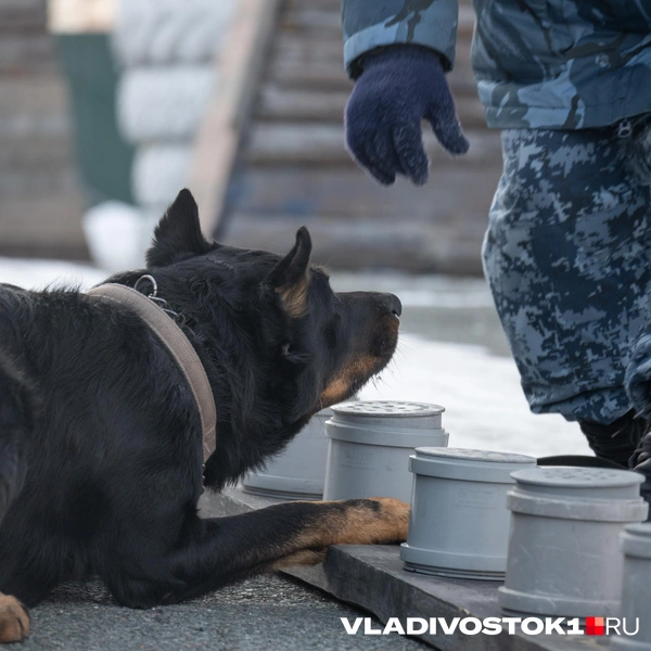 Источник: Елена Буйвол / VLADIVOSTOK1.RU