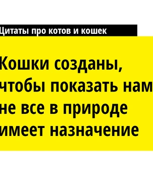18 остроумных цитат о котах и кошках
