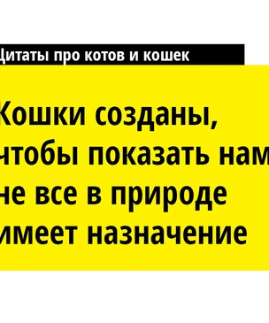 18 остроумных цитат о котах и кошках