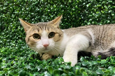Novosibirsk Shelter Rehomes Timid Cat Named Rychal
