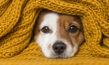 Холод собачий: 10 пород собак, которые очень мерзнут зимой