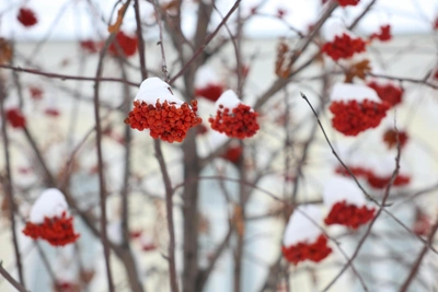 Frosts retreat: Omsk to warm up to -4 degrees