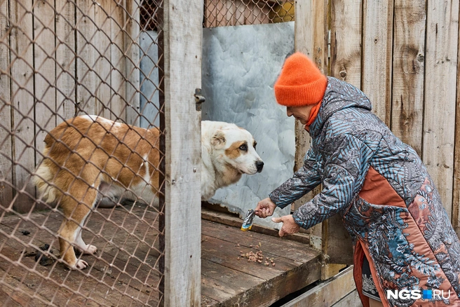Многие собаки живут здесь с момента появления приюта — около 20 лет | Источник: Александр Ощепков / NGS.RU
