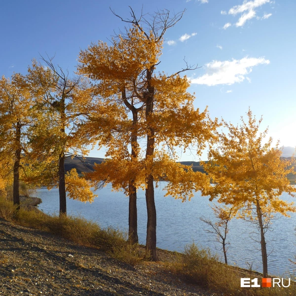 А это Алтай. Осень туда приходит неравномерно. Единственное место на нашем пути, где лиственницы уже пожелтели | Источник: Дарья Черткова