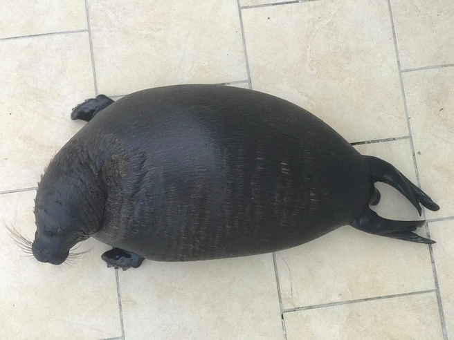 Фото vk.com/sealrescue Спасение тюленей 699–23–99