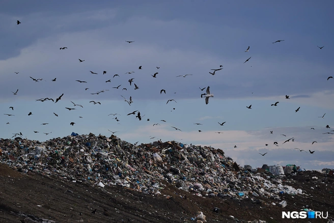 МУП «САХ» с 2024 года является региональным оператором по обращению с ТКО | Источник: Александр Ощепков / NGS.RU