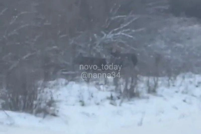 Молодые лоси появились на дороге в Волгоградской области