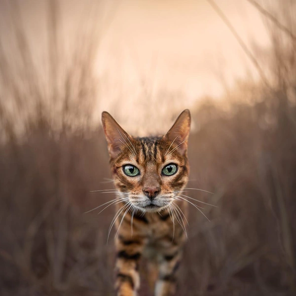 Источник: International Pet Photography Awards