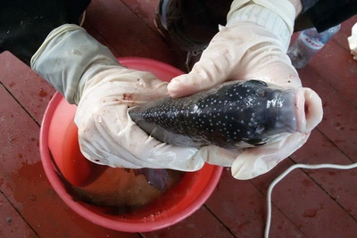Запасы леща в Азовском море упали на 95% за 28 лет