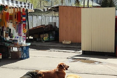 В Воронеже завели уголовное дело о халатности из-за собак