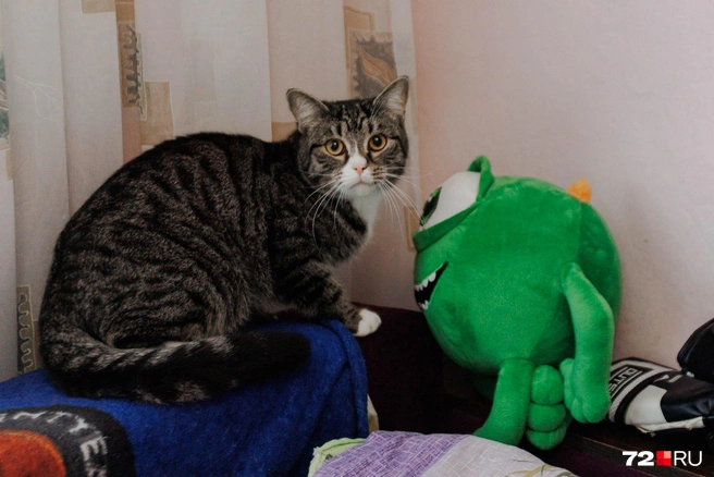 Этот красавчик живет в многоквартирном доме, который должен быть расселен в связи с КРТ | Источник: Ирина Шарова / 72.RU