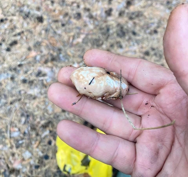 Такие грибы по вкусу на любителя  | Источник: читатель 72.RU