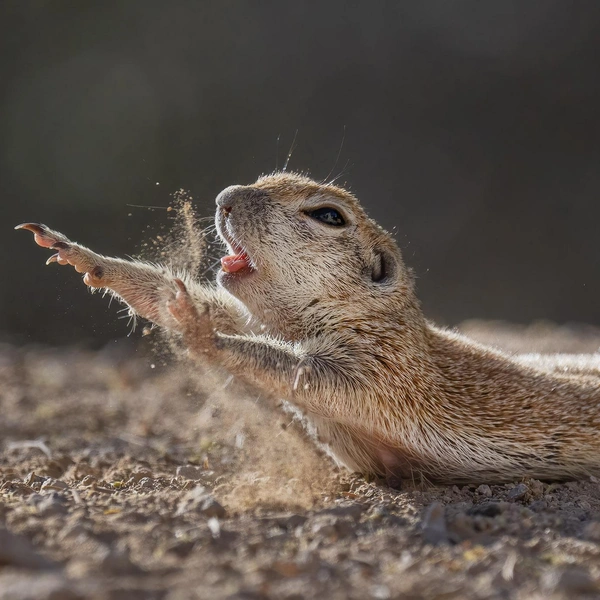 «У меня утренняя йога» | Источник: Lea Lee Inoue / Nature Photographer of the Year 2021