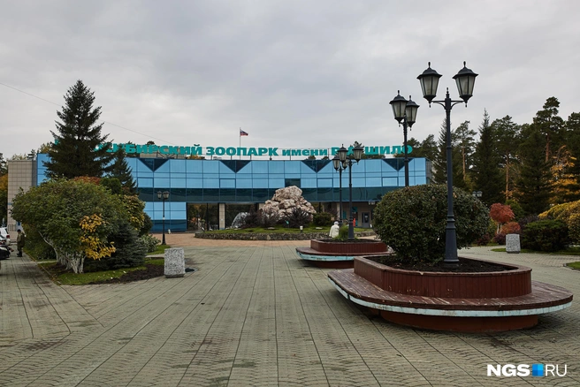 Медоеды, которые тоже относятся к комплексу «Азия», уже более двух лет живут в зоопарке | Источник: Александр Ощепков / NGS.RU