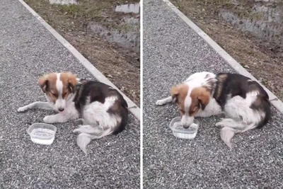 Омичи выгнали и избили собаку палкой