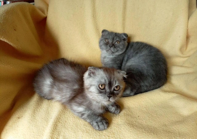 Выглядят они тоже очень симпатичны  | Источник: сайт бесплатных объявлений