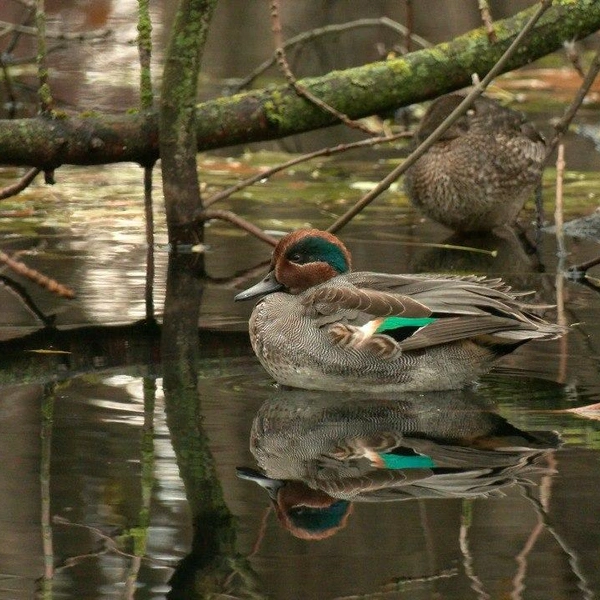 Источник: Павел Глазков / «Каждой твари по паре»
