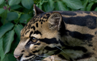 Борнейскому дымчатому леопарду угрожает исчезновение