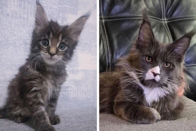 Majestic and Luxurious: Yaroslavl Residents Show Off Their Purebred Maine Coon Cats