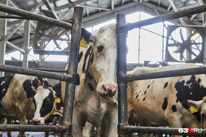 Источник: Роман Данилкин / 63.RU