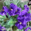 userpic__Beauty