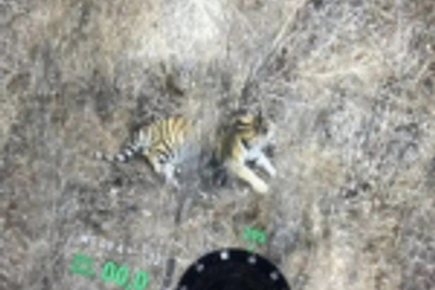 Амурский тигр сбит на трассе в Приморье, но остался невредим