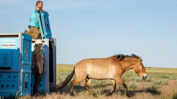 Зорро и шесть его подруг: зачем в Казахстан прилетели лошади Пржевальского из Европы?
