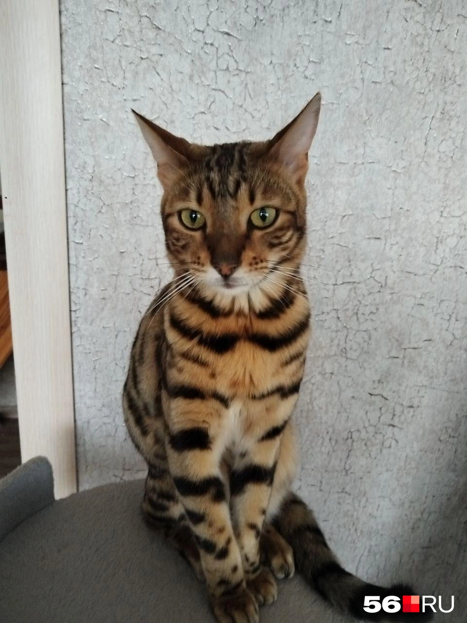 Котик Мейсон&nbsp;— ну тигр, а не кот! | Источник: Читатели 56.RU
