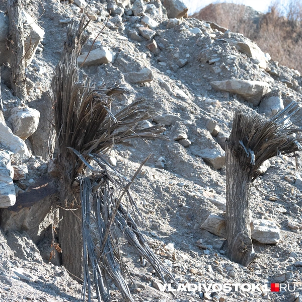 Источник: Елена Буйвол / VLADIVOSTOK1.RU