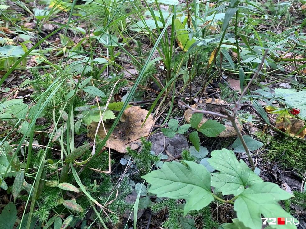 А вы встречали такие грибы? | Источник: читатель 72.RU