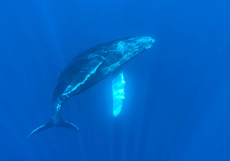 Что позволяет китам выдерживать давление больших глубин?