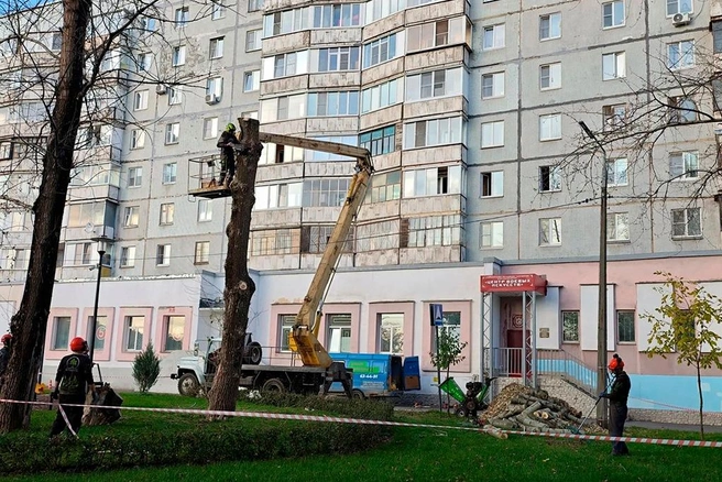 Аварийный тополь в сквере Череповца заменят липой | Источник: st.cherinfo.ru