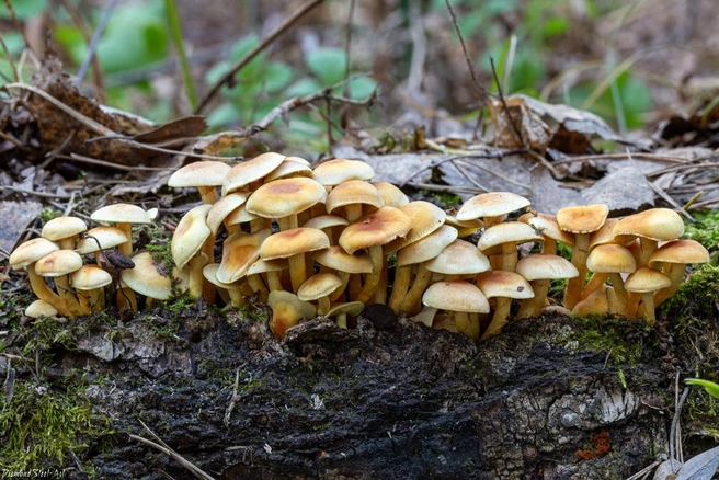Грибы стоит срезать только если вы уверены в их съедобности | Источник: mycology.su