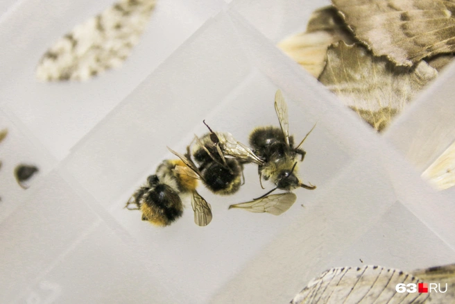 Не хотите добавить пчел в дизайн? | Источник: Ксения Бирюкова / 63.RU