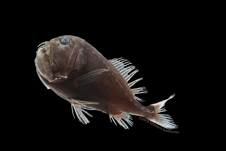 Ученые обнаружили «невидимых» рыб