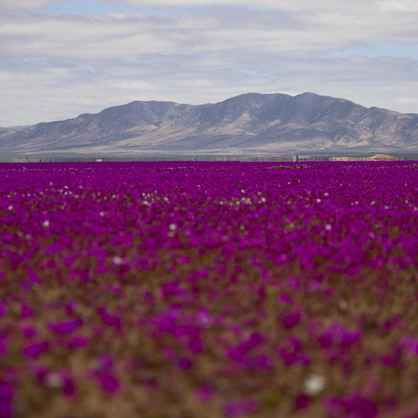 Источник: Lucas Aguayo Araos/Anadolu via Getty Images