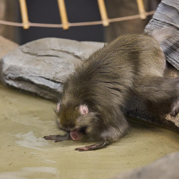 У японских макак есть водоем  | Источник: Александр Ощепков / NGS.RU
