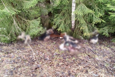 Свалка коровьих голов обнаружена в Ярославской области