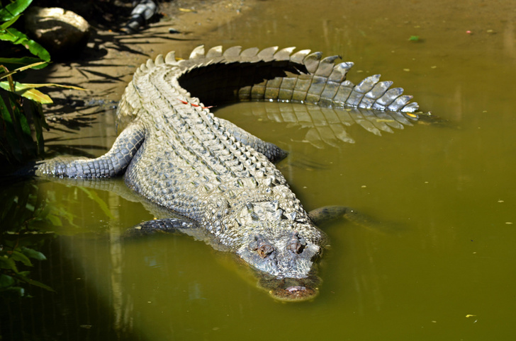Как захватить мир: 2 совета от крокодилов, которым удалось пережить динозавров