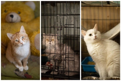 Pensioner Runs Shelter for 400 Cats in Angarsk