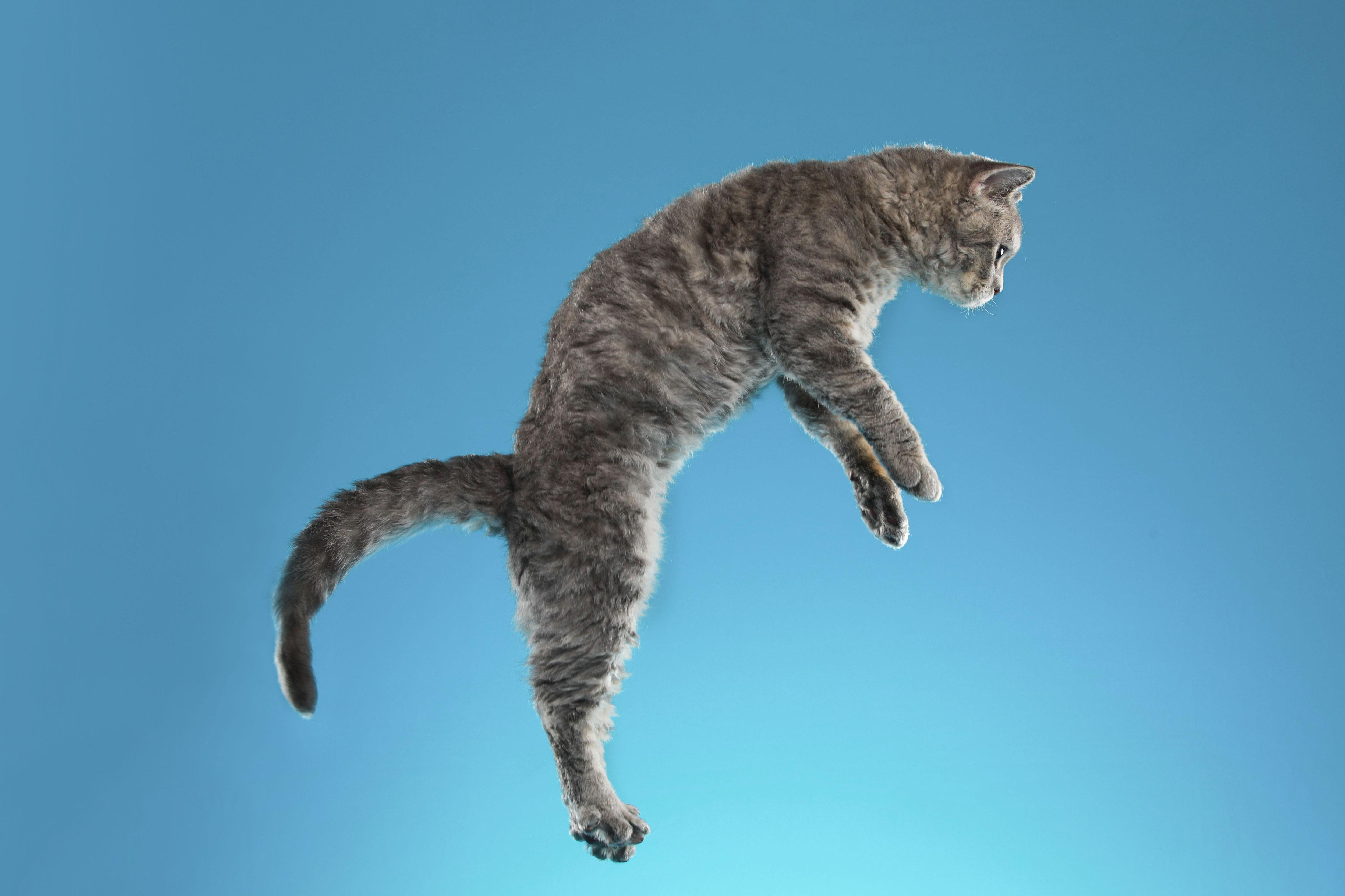 Почему кошки всегда приземляются на лапы? | Вокруг Света