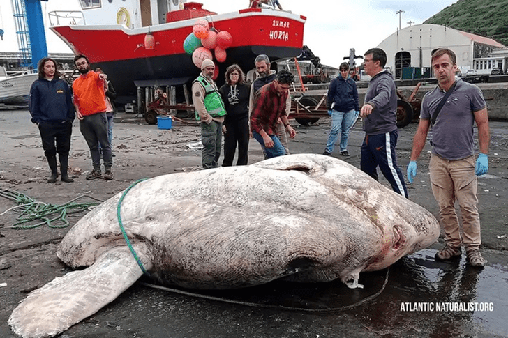 Морской «Хаммер» весом 3 тонны: посмотрите на самую крупную костную рыбу в мире